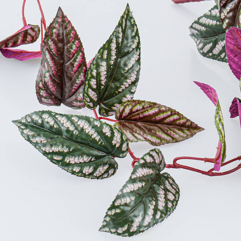 Branche de cissus rhombifolia vert et rouge 
