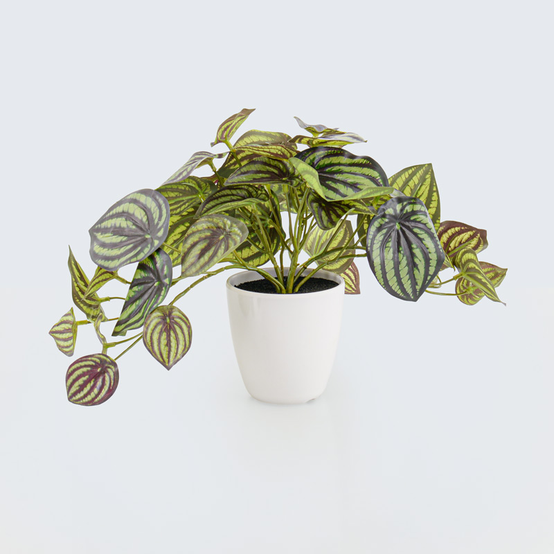 Peperomia en pot vert