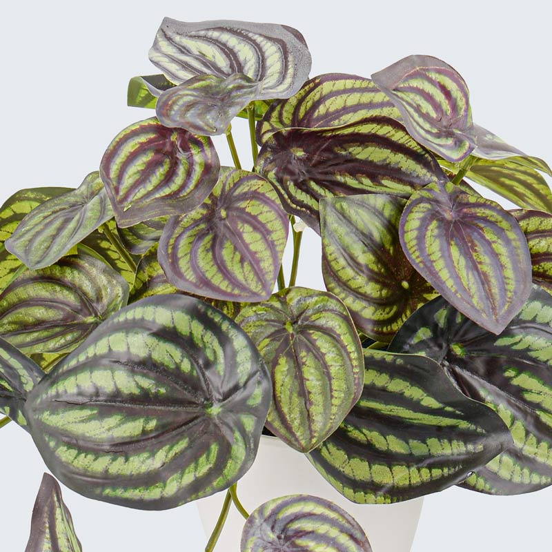 Peperomia en pot vert