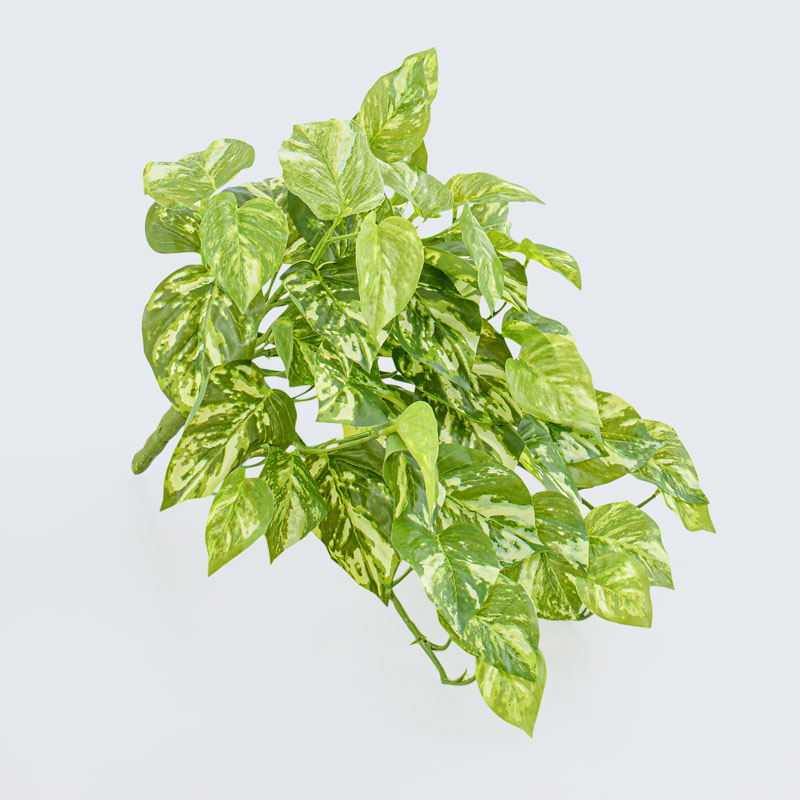 Branche de pothos tombant vert et blanc 
