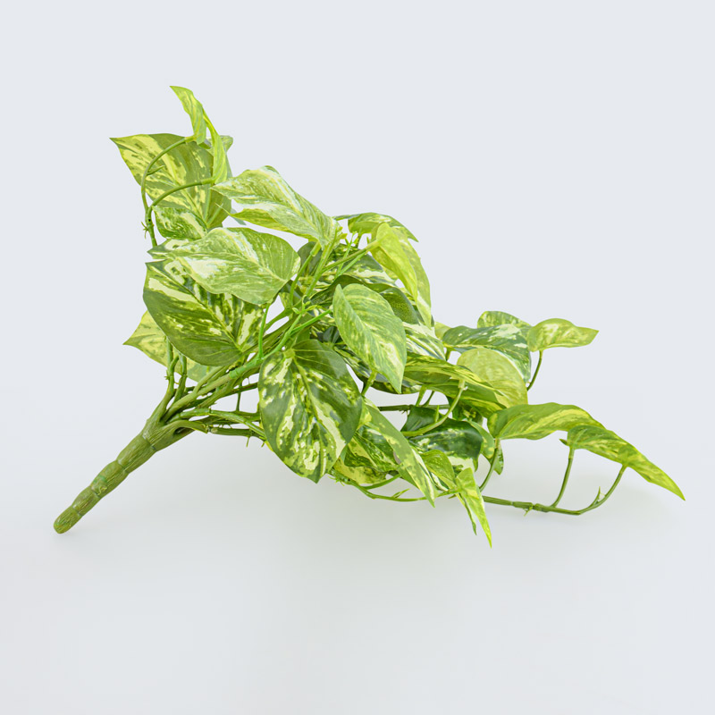 Branche de pothos tombant vert et blanc 