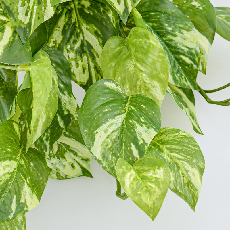 Branche de pothos tombant vert et blanc 