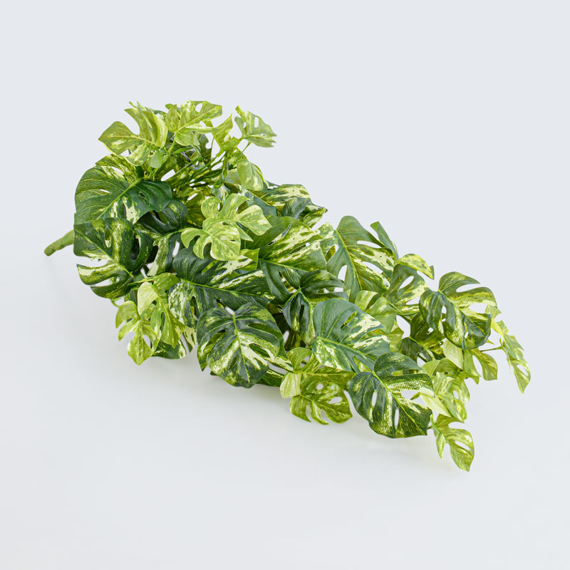Branche de philodendron tombant vert