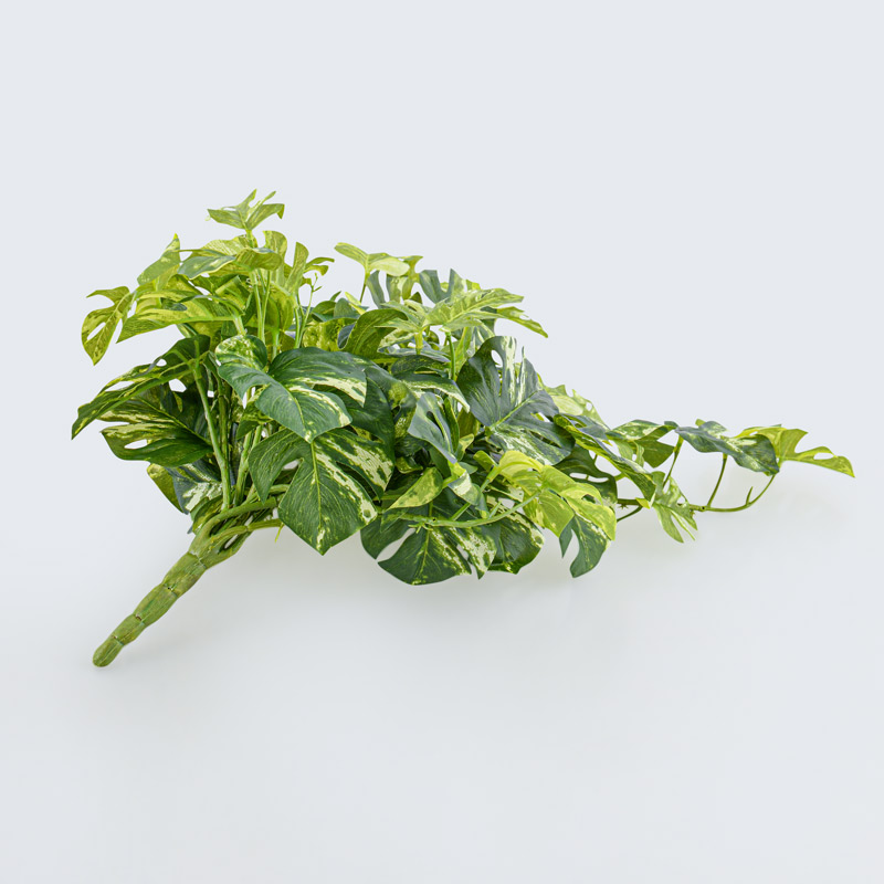 Branche de philodendron tombant vert