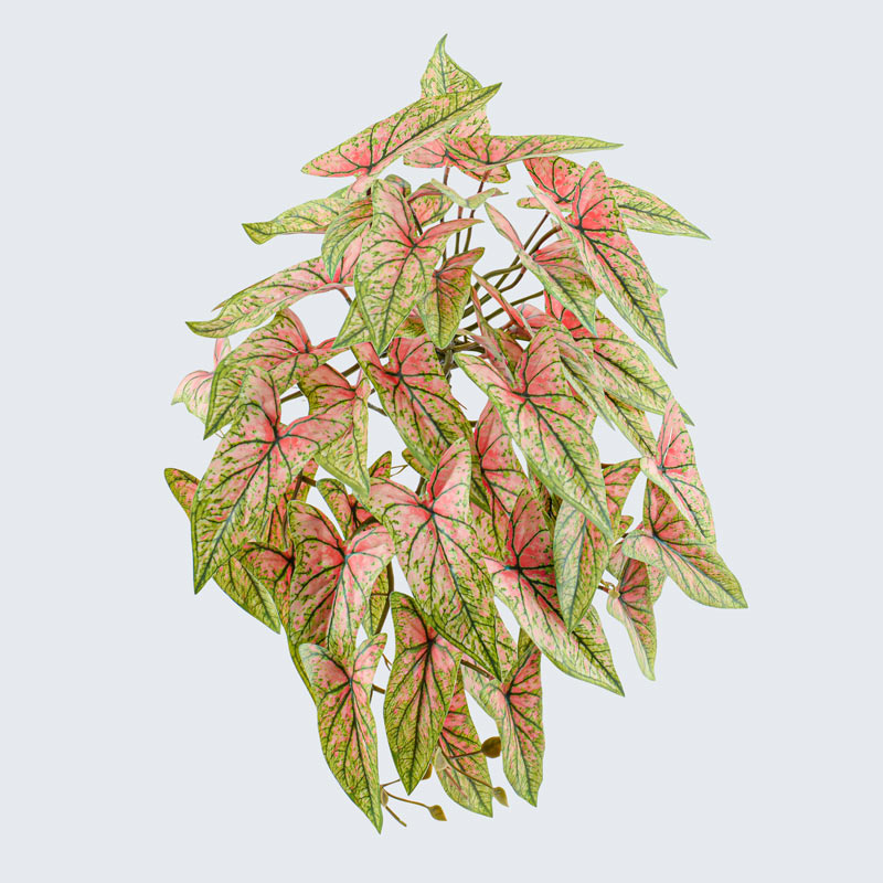 Branche de syngonium jaune 