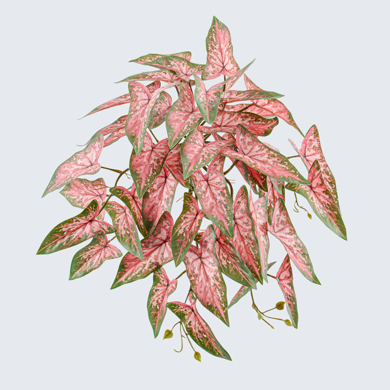 Branche de syngonium rose
