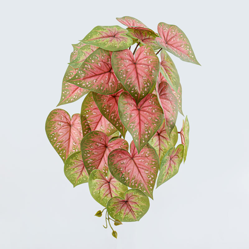 Branche de caladium rose