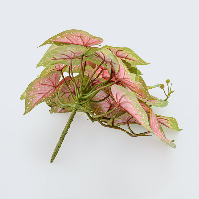 Branche de caladium rose