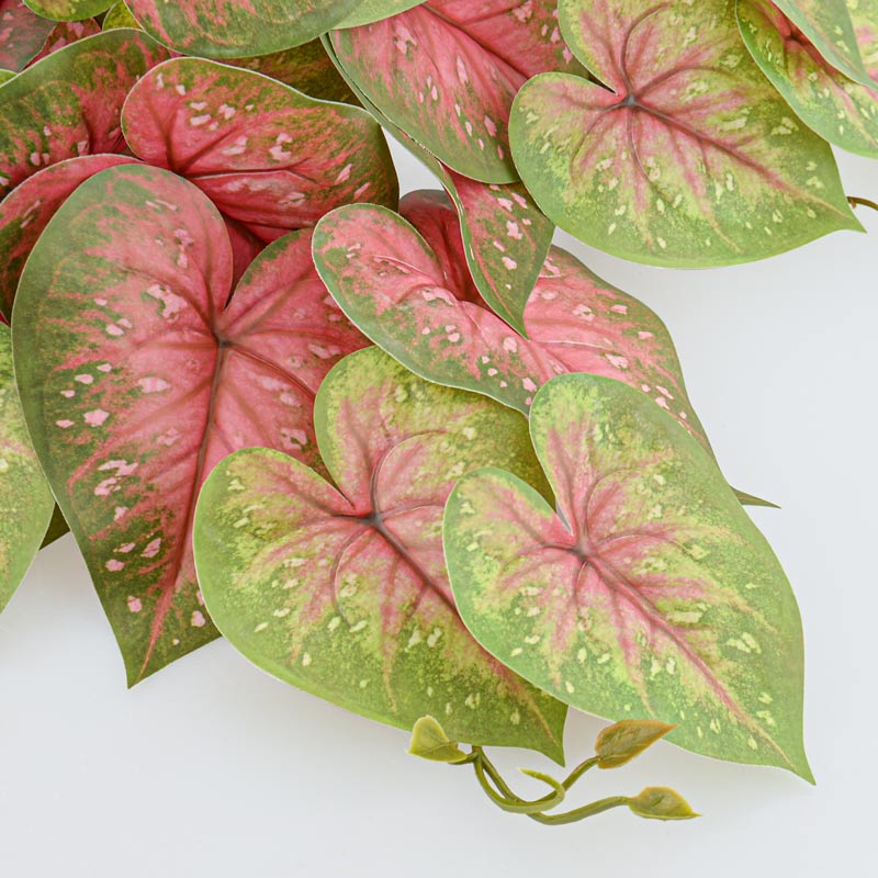 Branche de caladium rose