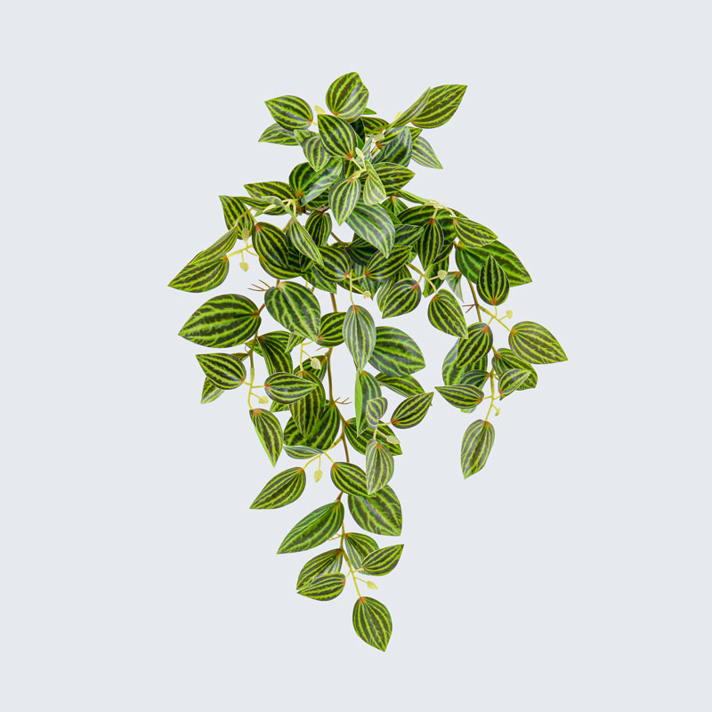 Branche de tradescantia zebrina vert