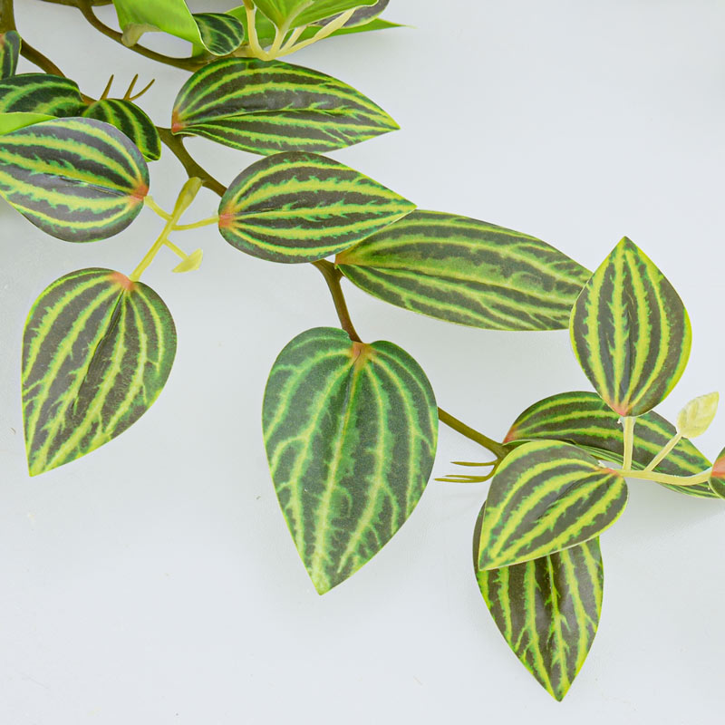Branche de tradescantia zebrina vert