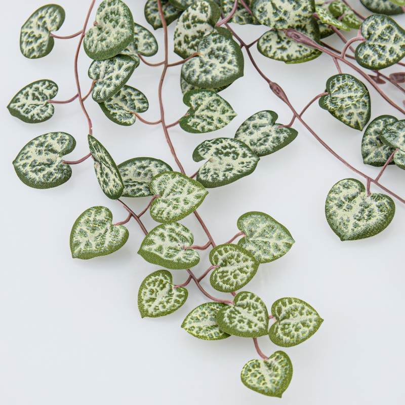 Branche de ceropegia vert 