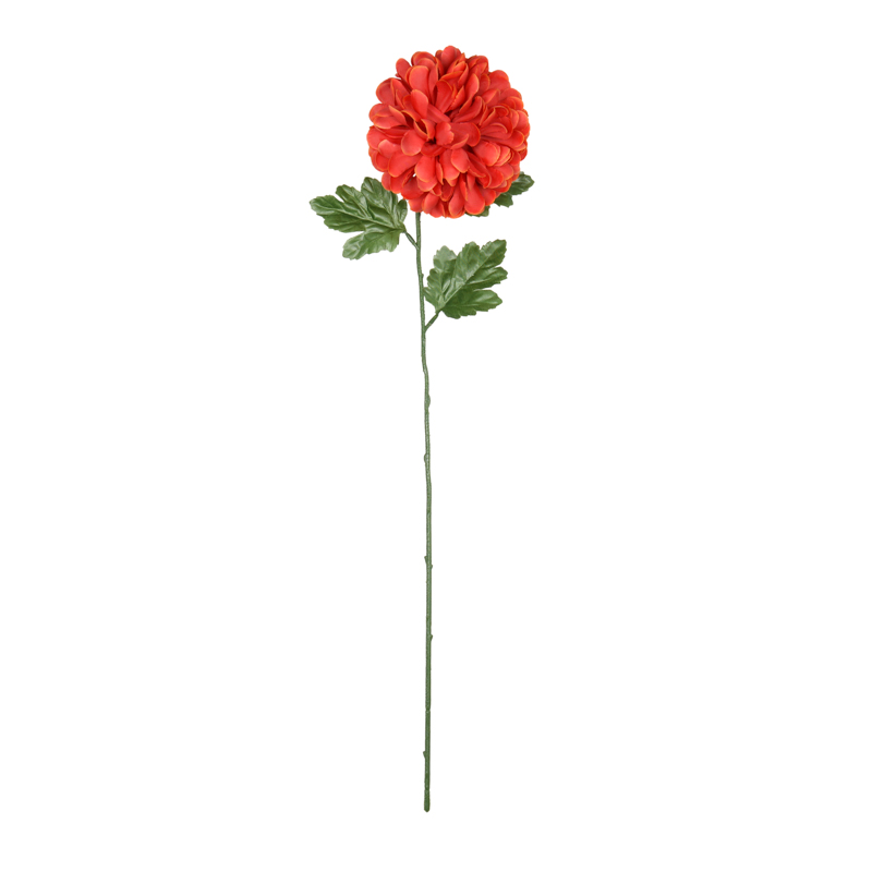 Tige de chrysanthème 