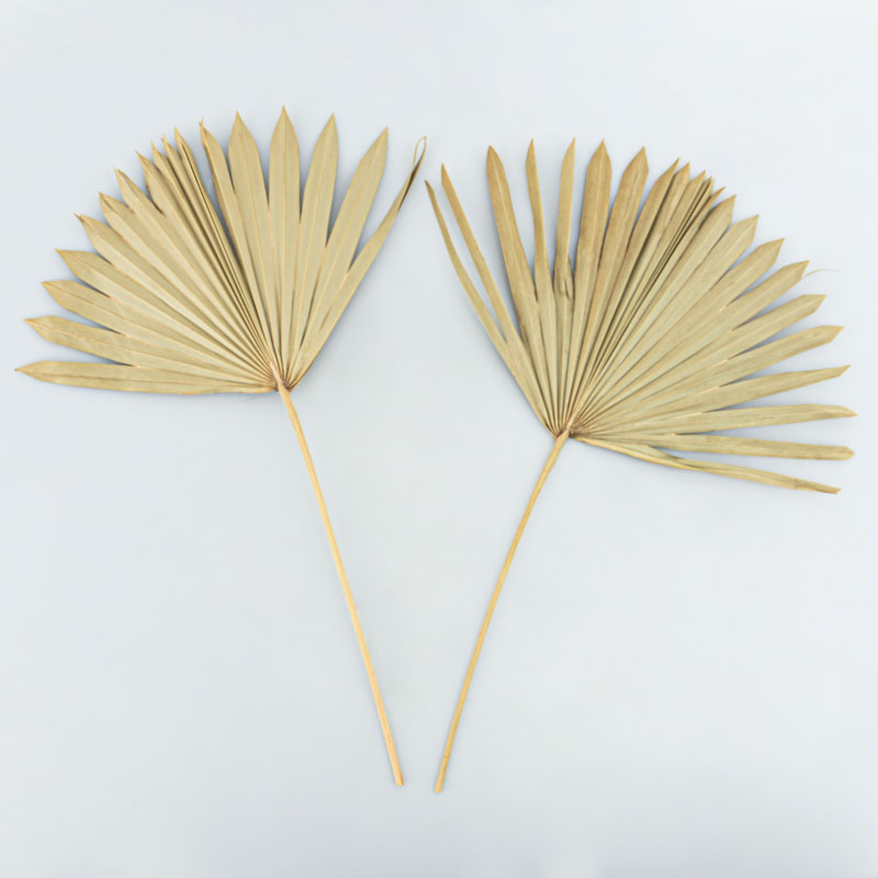 Lot de 2 feuilles de palmiers 