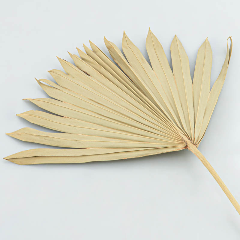 Lot de 2 feuilles de palmiers 