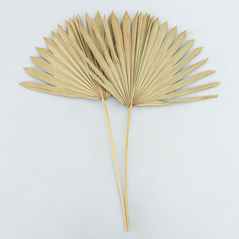 Lot de 2 feuilles de palmiers 