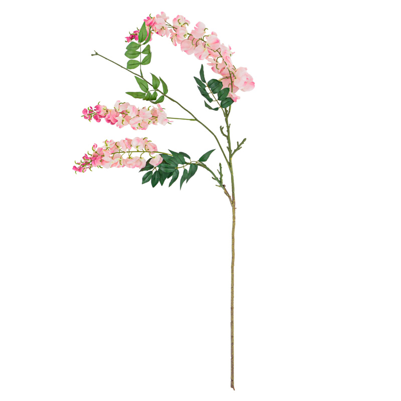Branche de glycines