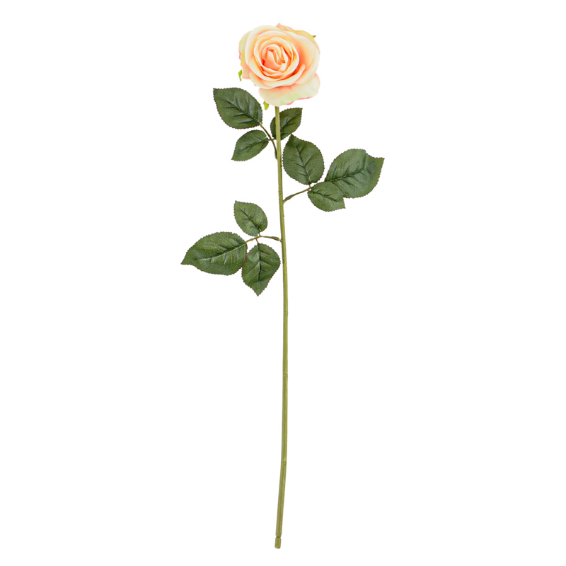 Rose ouverte