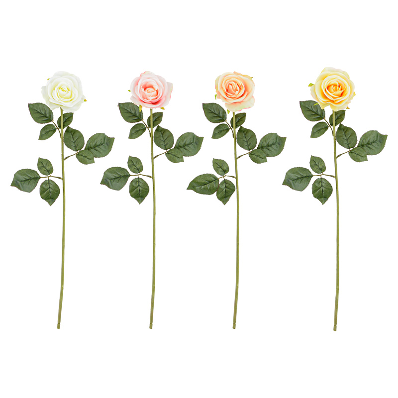 Rose ouverte