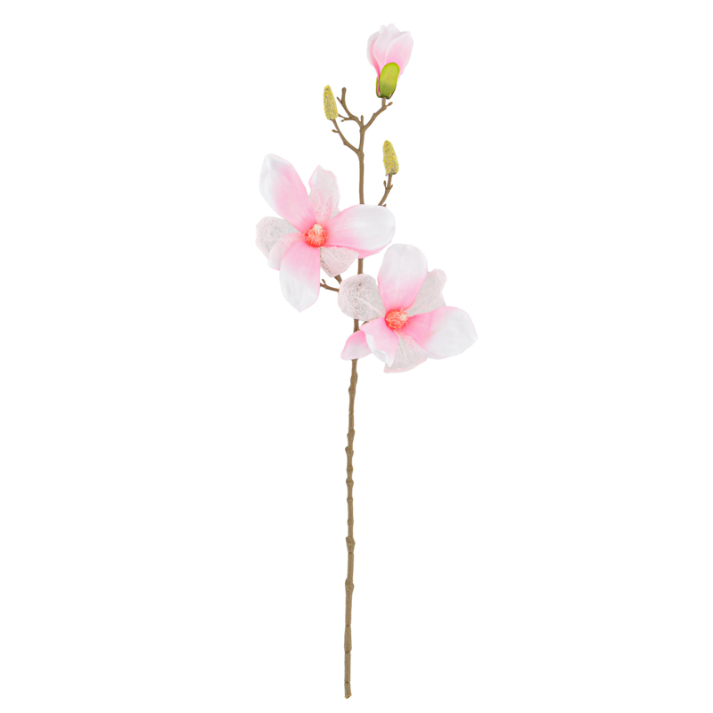 Branche de magnolia 'Soulangeana'