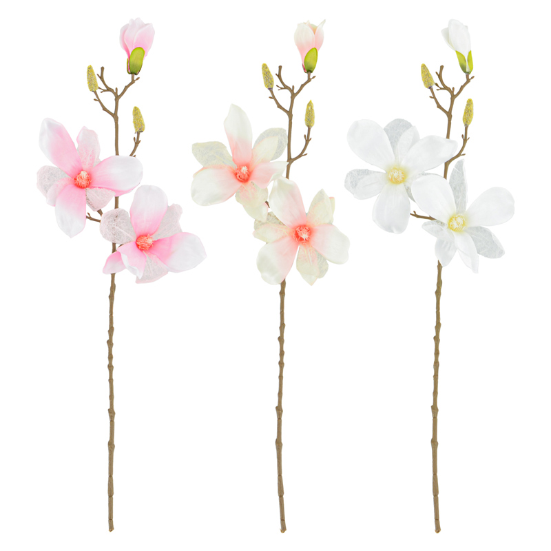 Branche de magnolia 'Soulangeana'