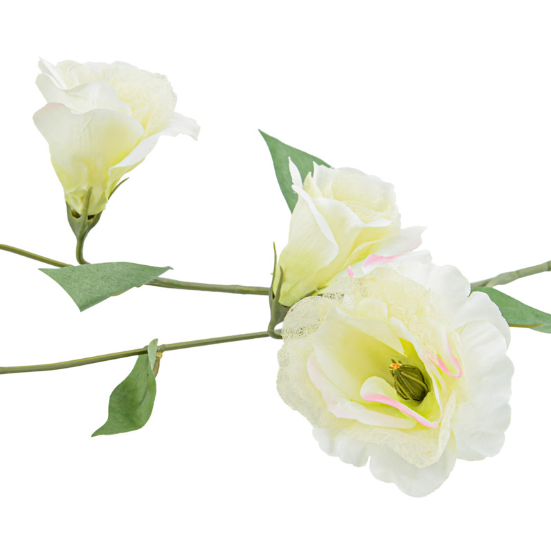 Tige de lisianthus