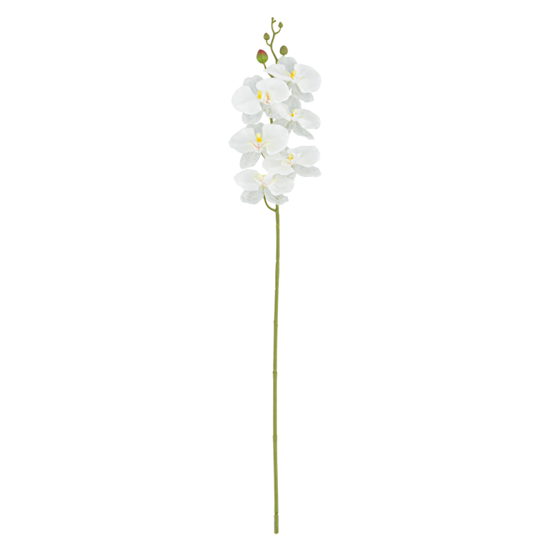 Branche d'orchidée 'Phalaenopsis' blanc