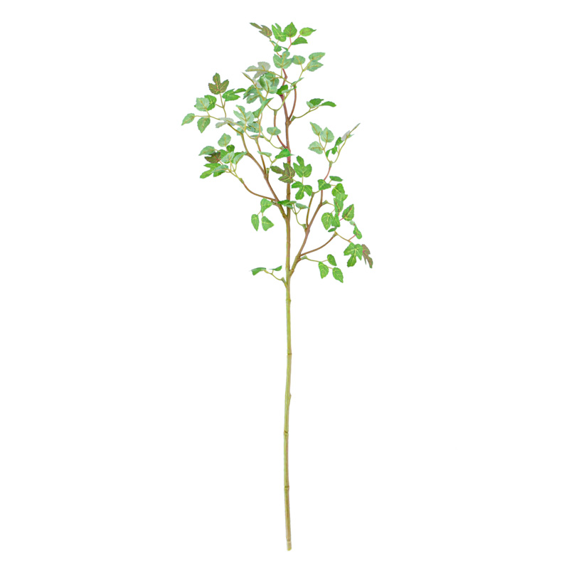 Branche de feuilles de phymosia vert