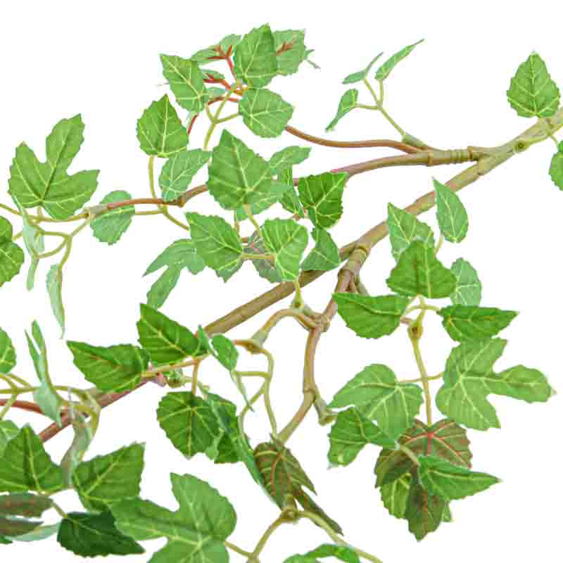 Branche de feuilles de phymosia vert