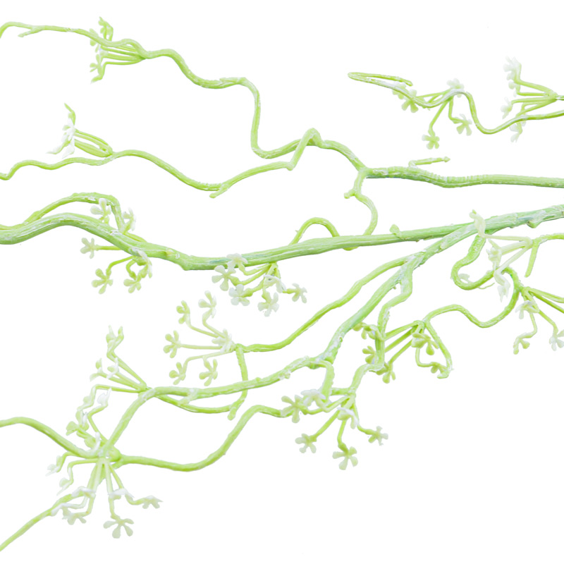 Branche de saule 'Tendresse'