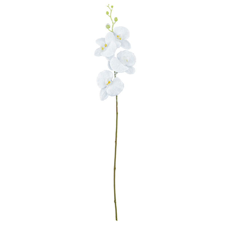 Tige d'orchidée enneigée