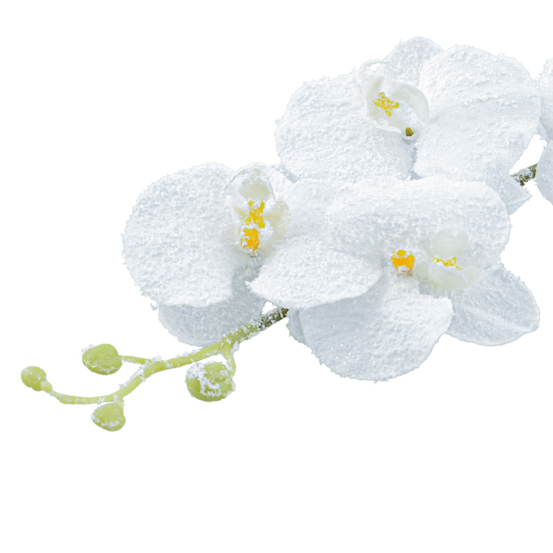 Tige d'orchidée enneigée