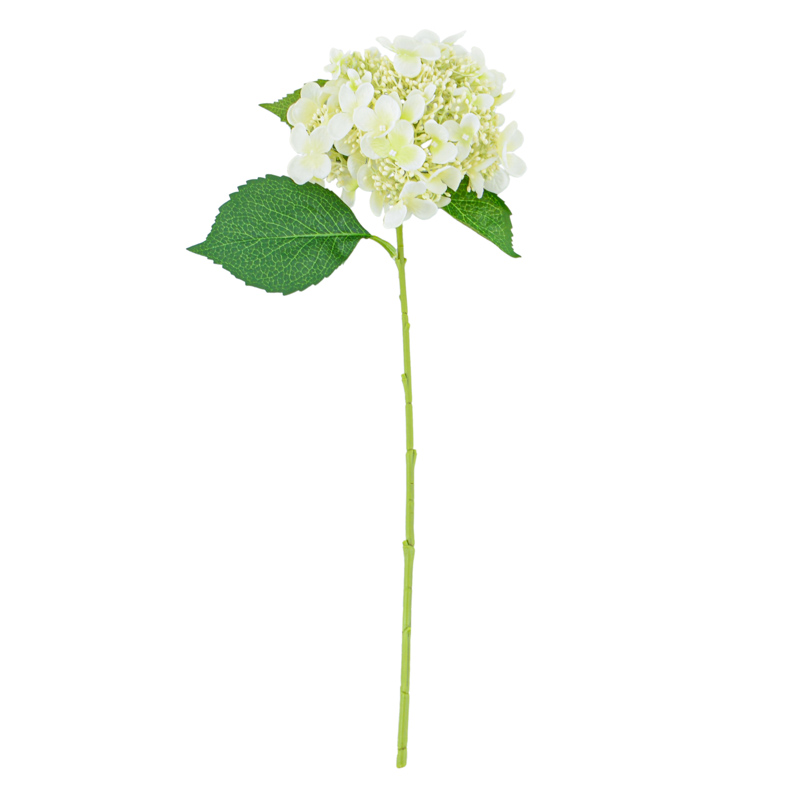 Tige d'hortensia arborescens