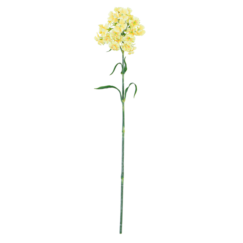 Tige de dianthus