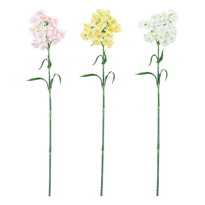Tige de dianthus