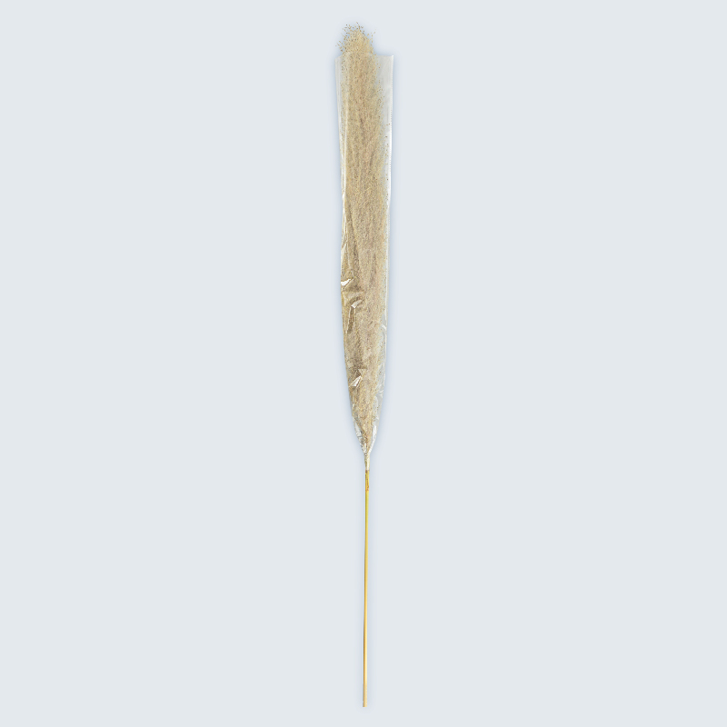 Pampa 'Fluffy' 