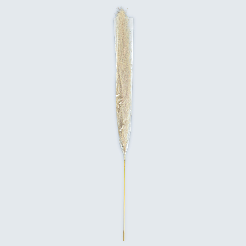 Pampa 'Fluffy' blanc 
