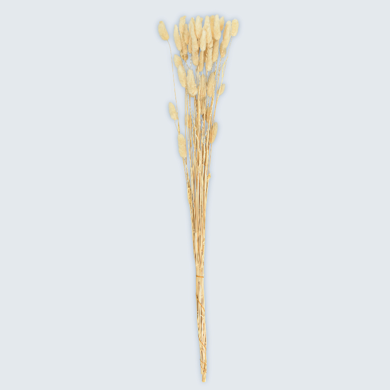 Lagures séchées 
