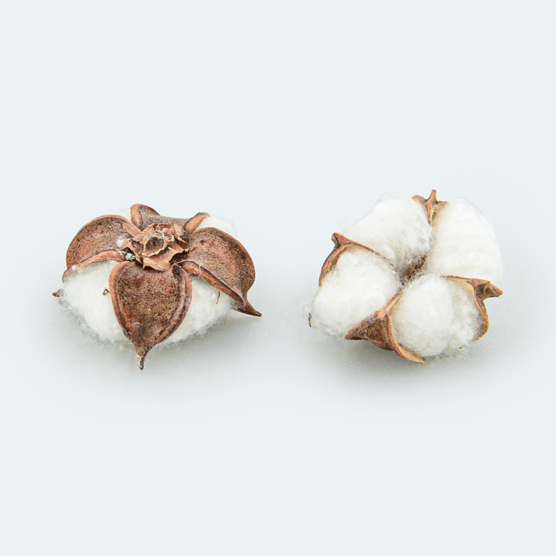 Boite de fleurs de coton