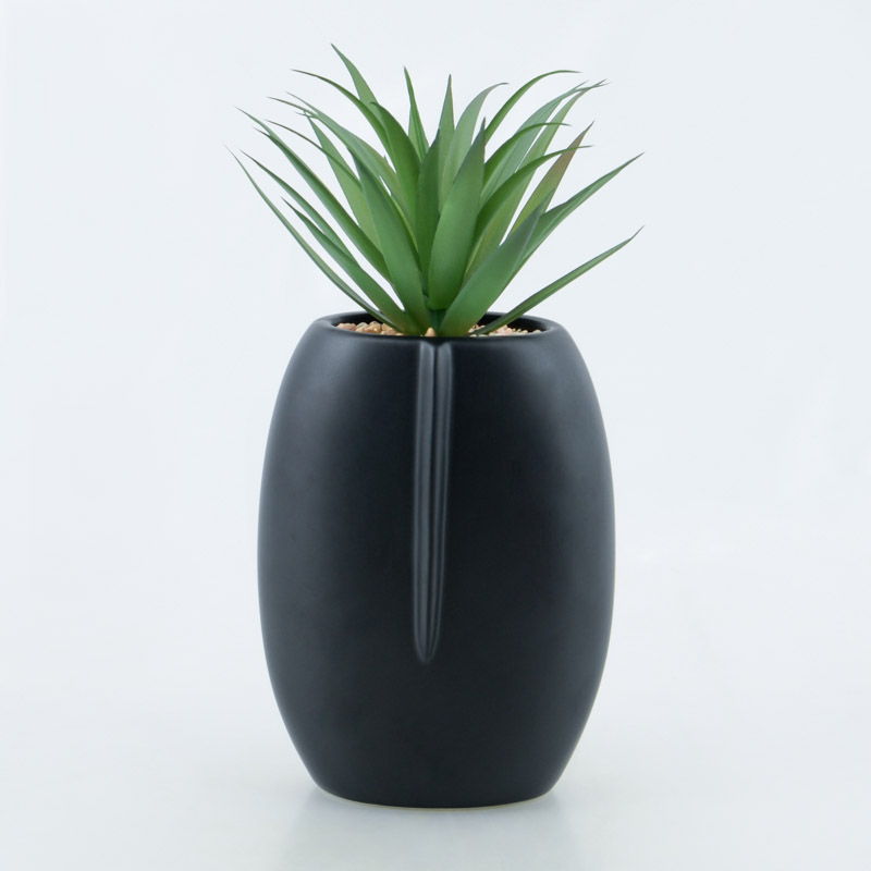 Succulente en pot 'Tonga' 