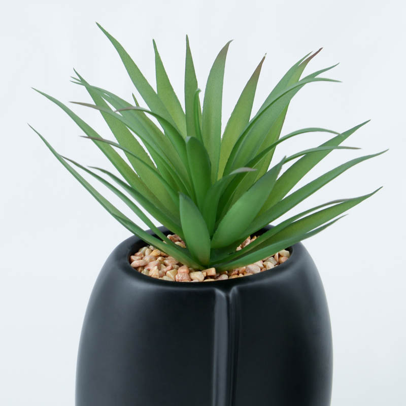 Succulente en pot 'Tonga' 