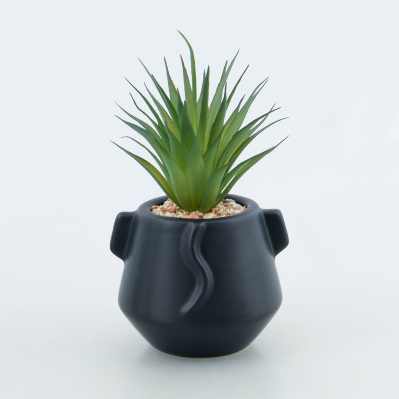 Succulente en pot 'Tonga' 