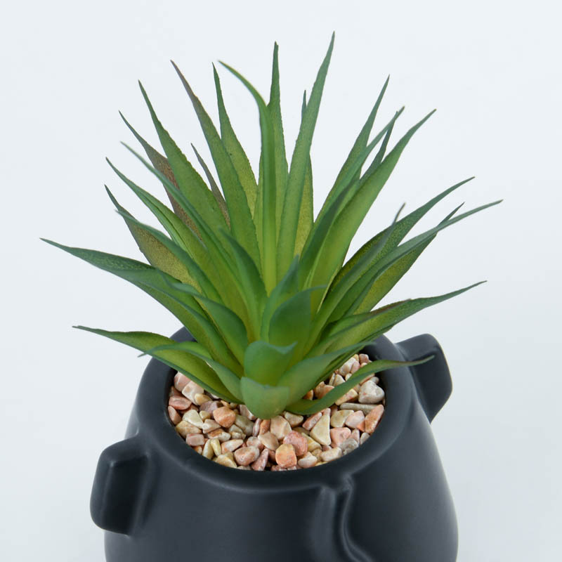 Succulente en pot 'Tonga' 