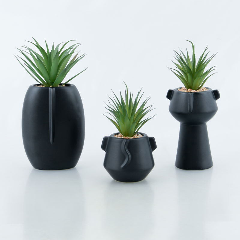 Succulente en pot 'Tonga' 