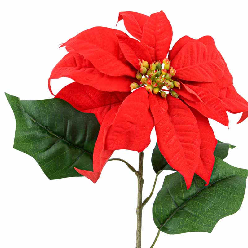 Tige 'Poinsettia' rouge