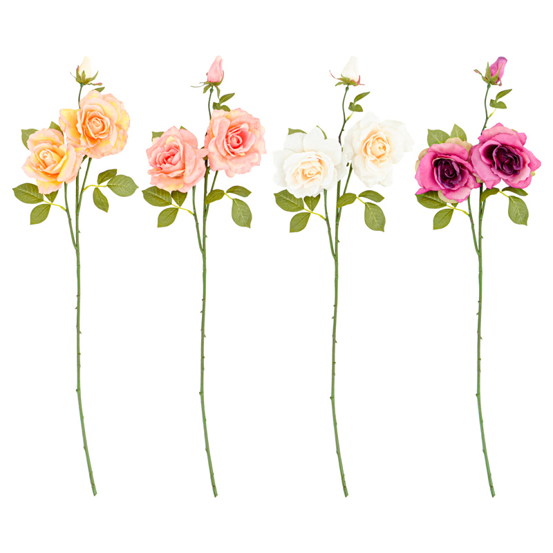 Tige de rose 'Douceur d'Automne' 