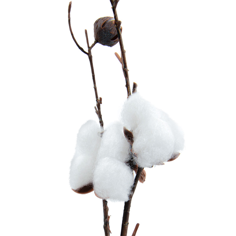 Tige de fleurs de coton 