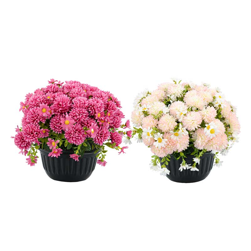 Potée de chrysanthèmes et marguerites
