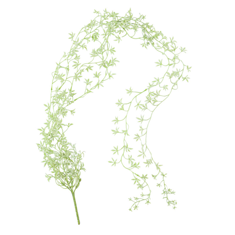 Feuille d'érable verte 