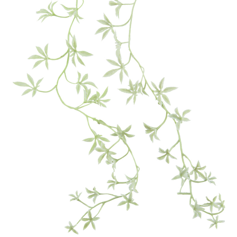 Feuille d'érable verte 